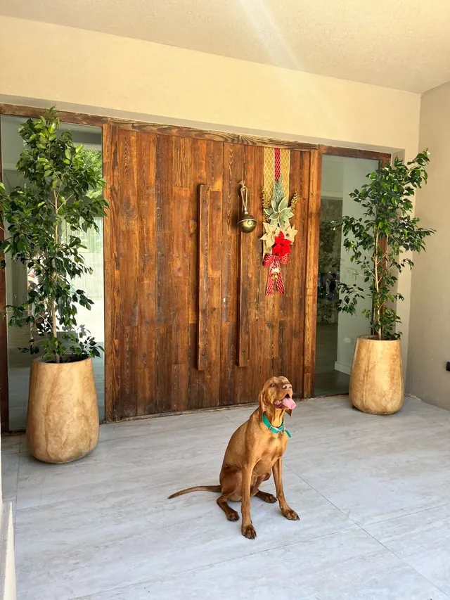 Double reclaimed plank door with the family dog